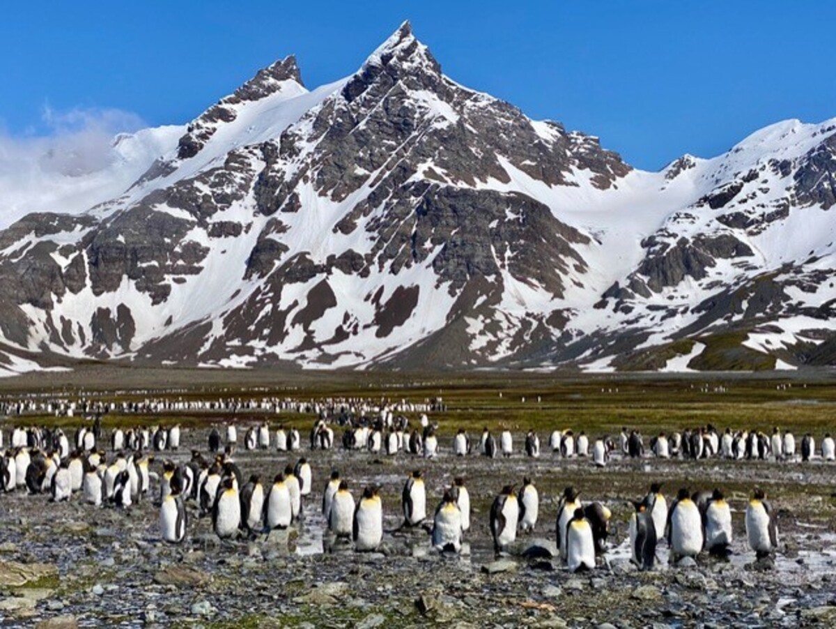 Sonja Salobir Lindsay: Falklandski otoki in Južna Georgia – na poti na Antarktiko